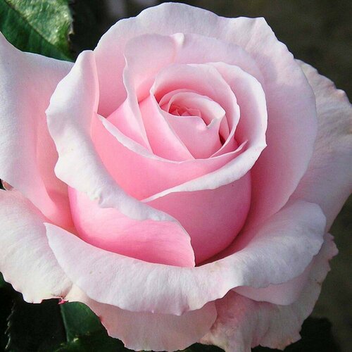 Роза Невеста (1 саженец) роза магнум 1 саженец