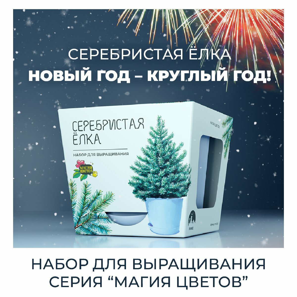 Сербская серебристая ель Набор для выращивания Магия Цветов