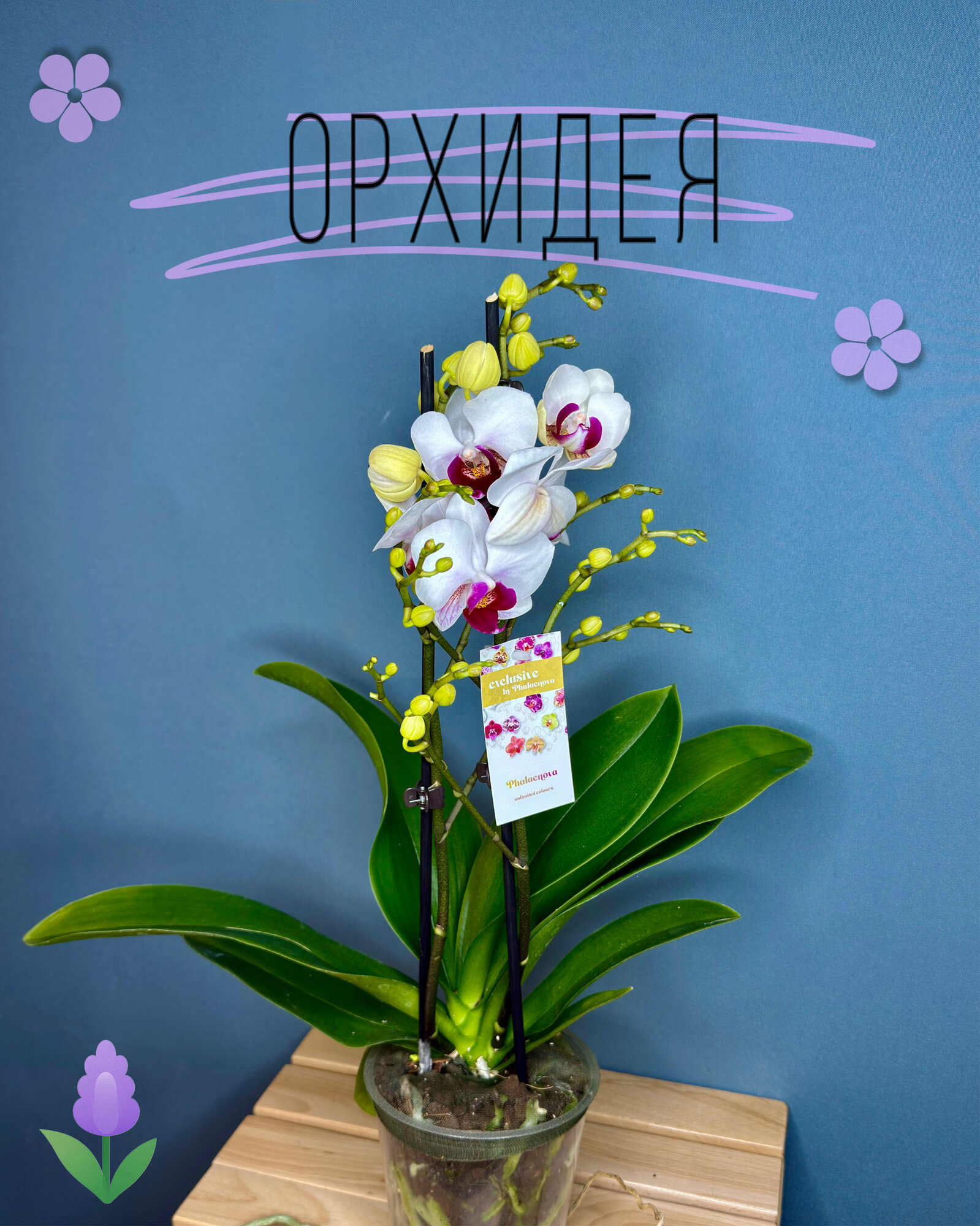 Орхидея Фаленопсис Миди (Phalaenopsis) — белоснежные лепестки с малиновой серединкой и обильное цветение