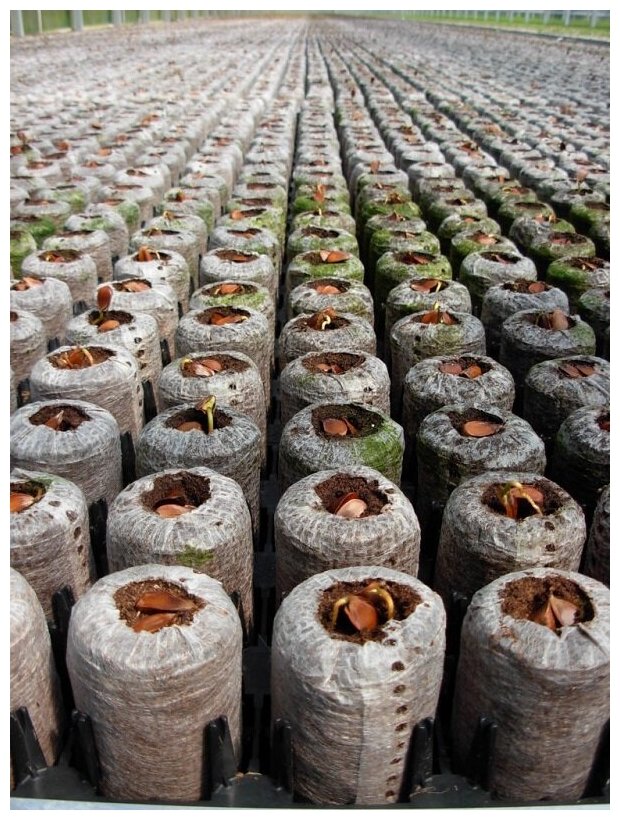 Торфяные таблетки Джиффи, JIFFY-7 (50х95мм), для проращивания семян и саженцев, 15 шт. - фотография № 6