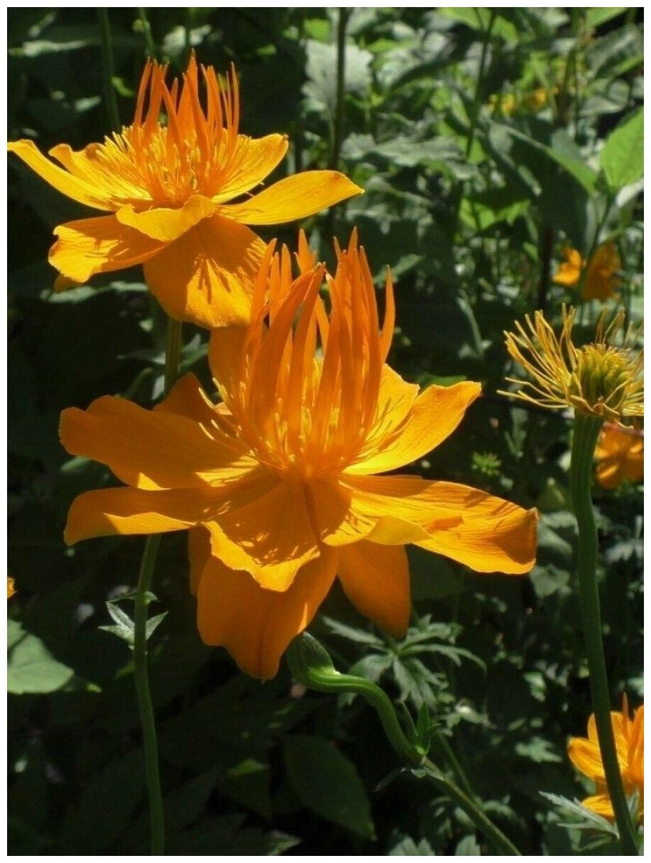 Семена Купальница китайская (Trollius chinensis), 25 штук