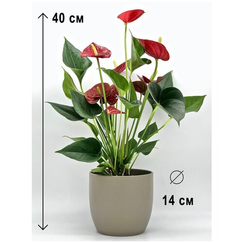 Антуриум красный в пластиковом серо-коричневом кашпо, высота композиции 35-45см