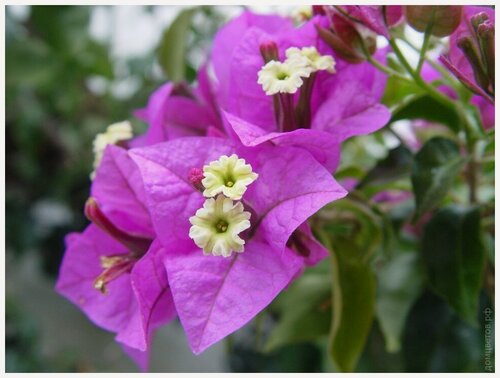 Изображение товара Комнатный цветок Бугенвиллия (20 см)