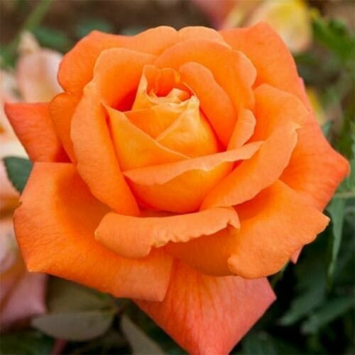 роза сувенир де луи амад дельбар Роза чайно-гибридная Луи де Фюнес