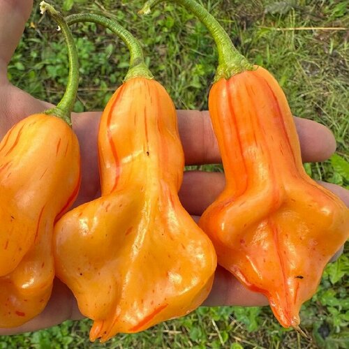 Семена Орешка Перец острый Zebrange 5 шт.