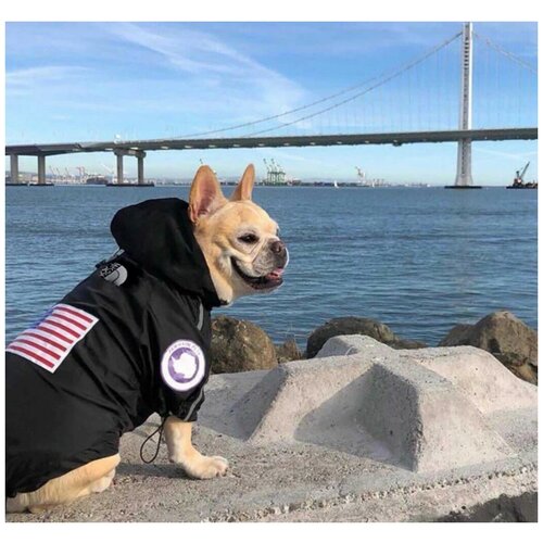 Дождевик для собак