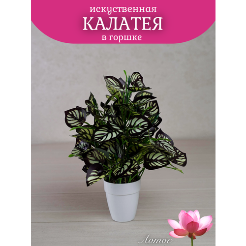 Калатея в горшке от бренда Лотос 500₽