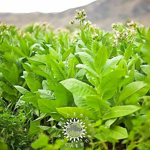 Семена Табак Гавана (лат. Nicotiana tabacum) 700шт от Green Legacy