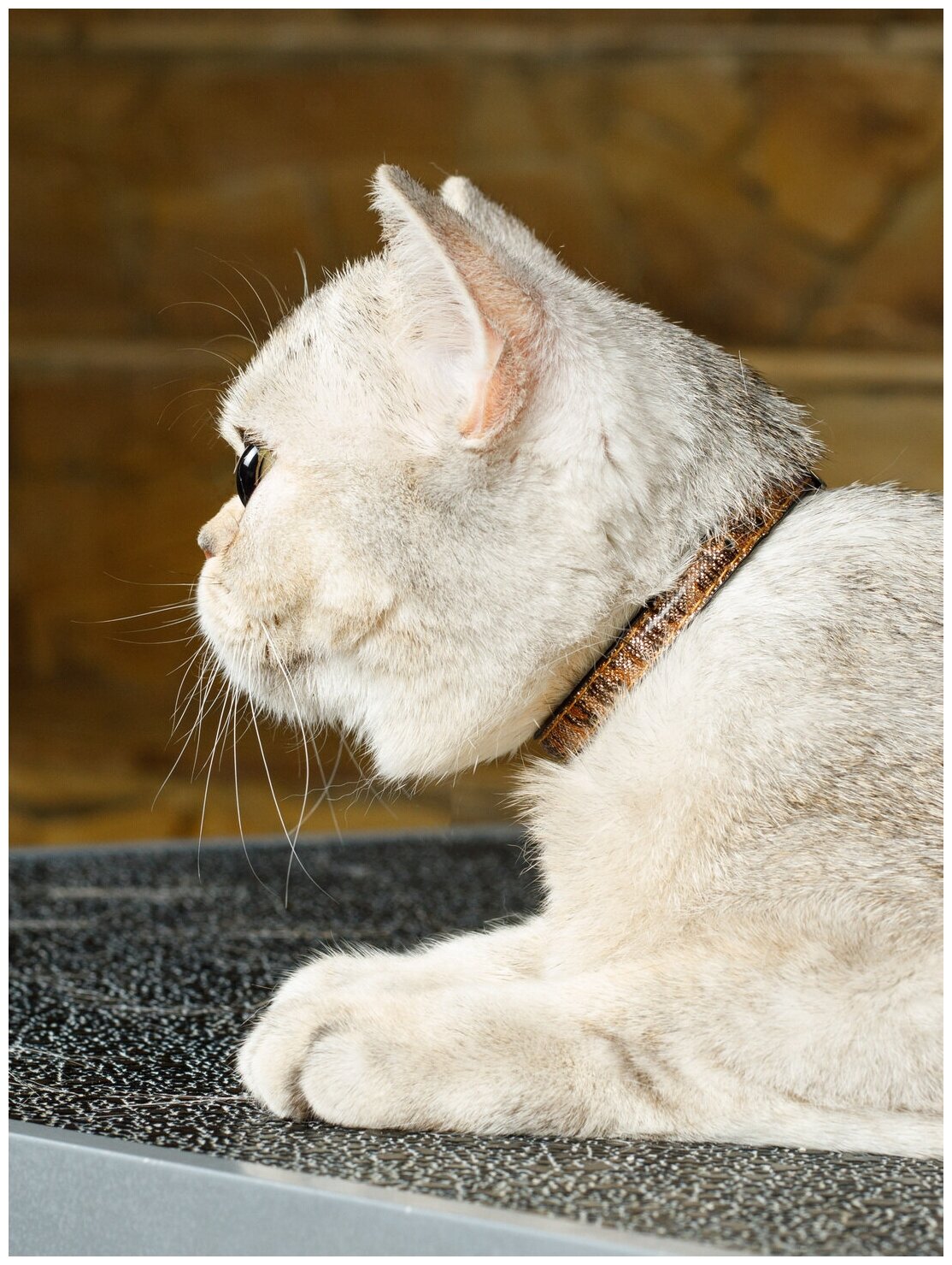 Безопасный ошейник Japan Premium Pet для кошек Роскошный леопард с системой защиты от удушения, коричневый, размер 2S - фотография № 5