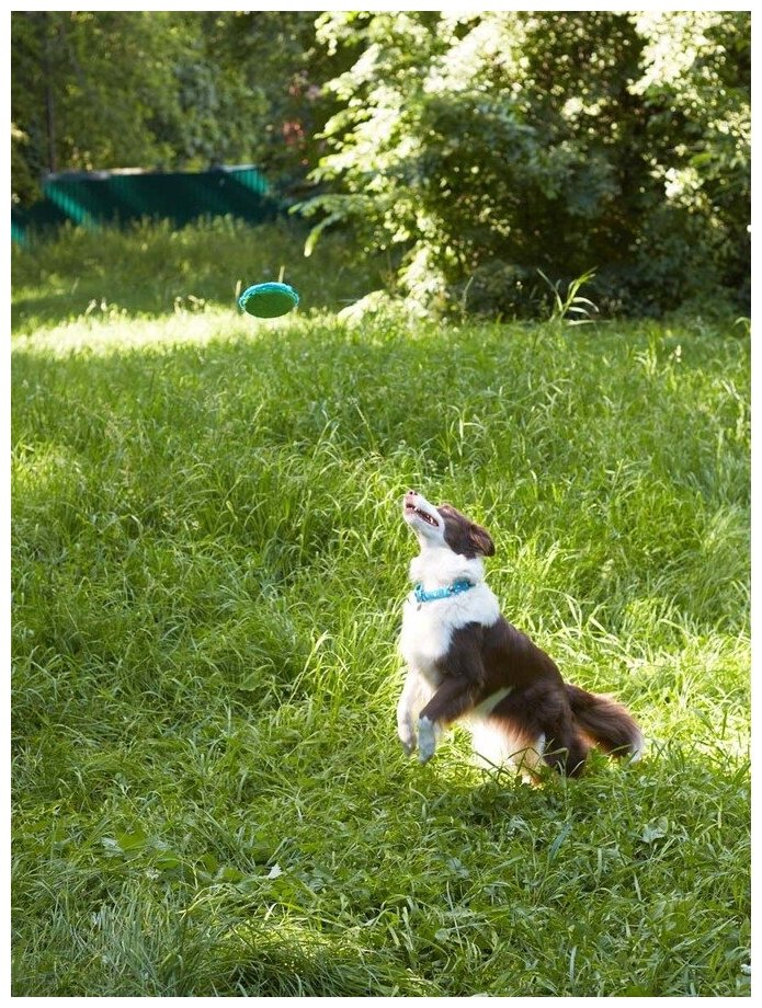 Игрушка для собак Japan Premium Pet фрисби пушистый, голубой - фотография № 17