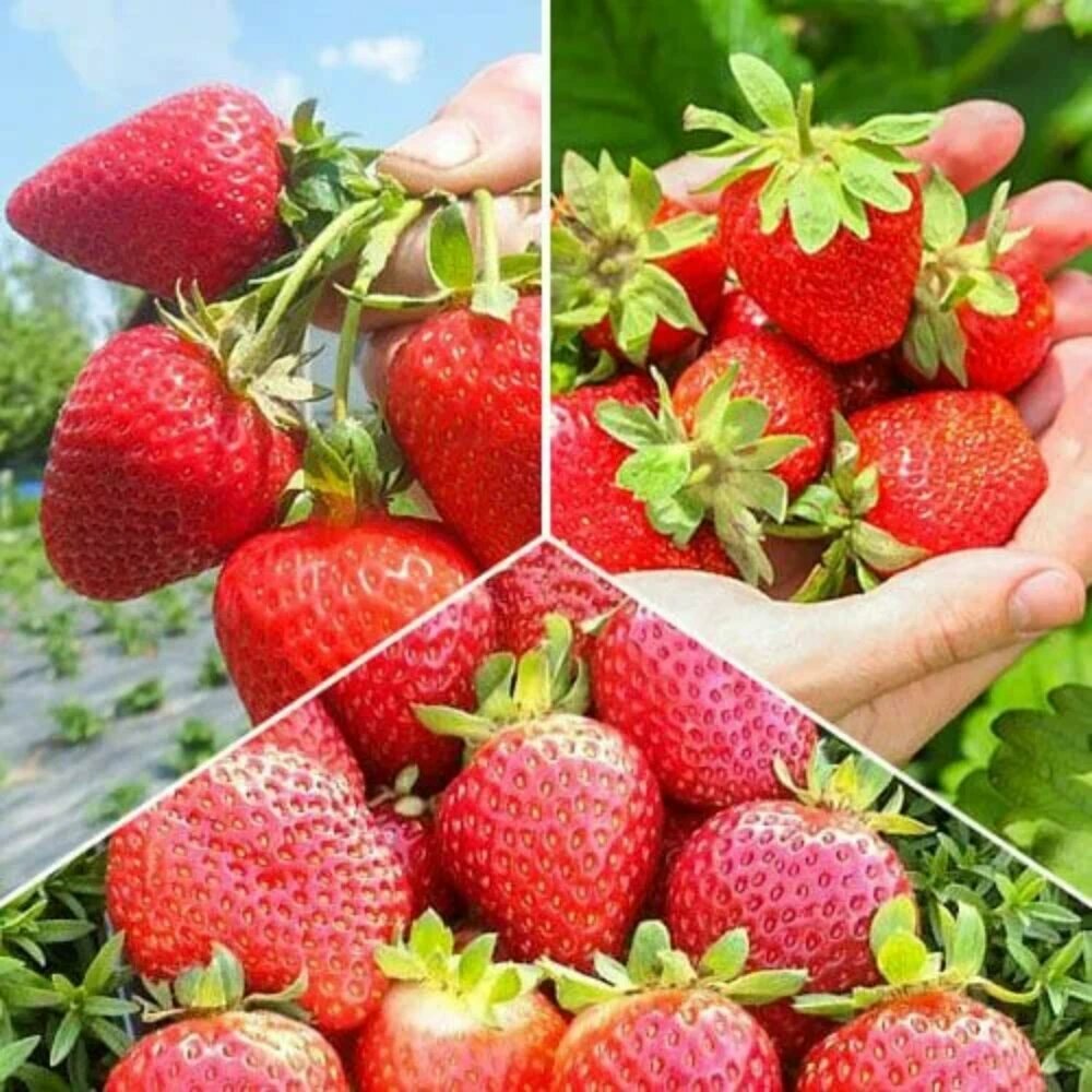 Комплект клубники 