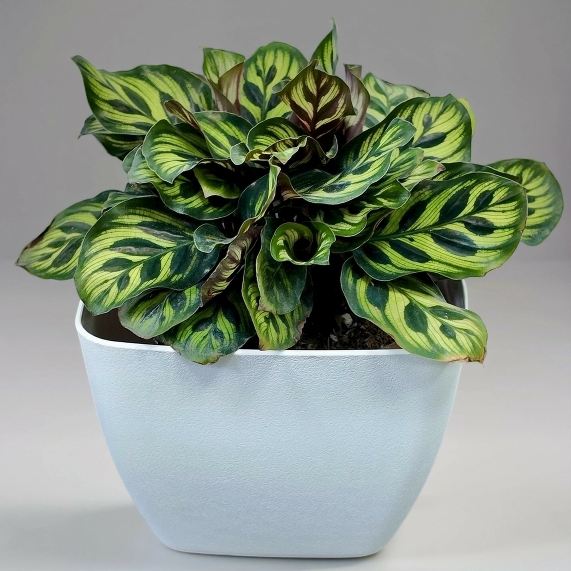 Калатея Макояна   Тея  в белом квадратном пластиковом горшке с автополивом