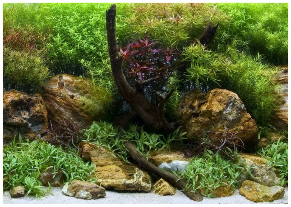 Фон для аквариума двухсторонний 60*124см Водный сад/Яркие камни - фотография № 7