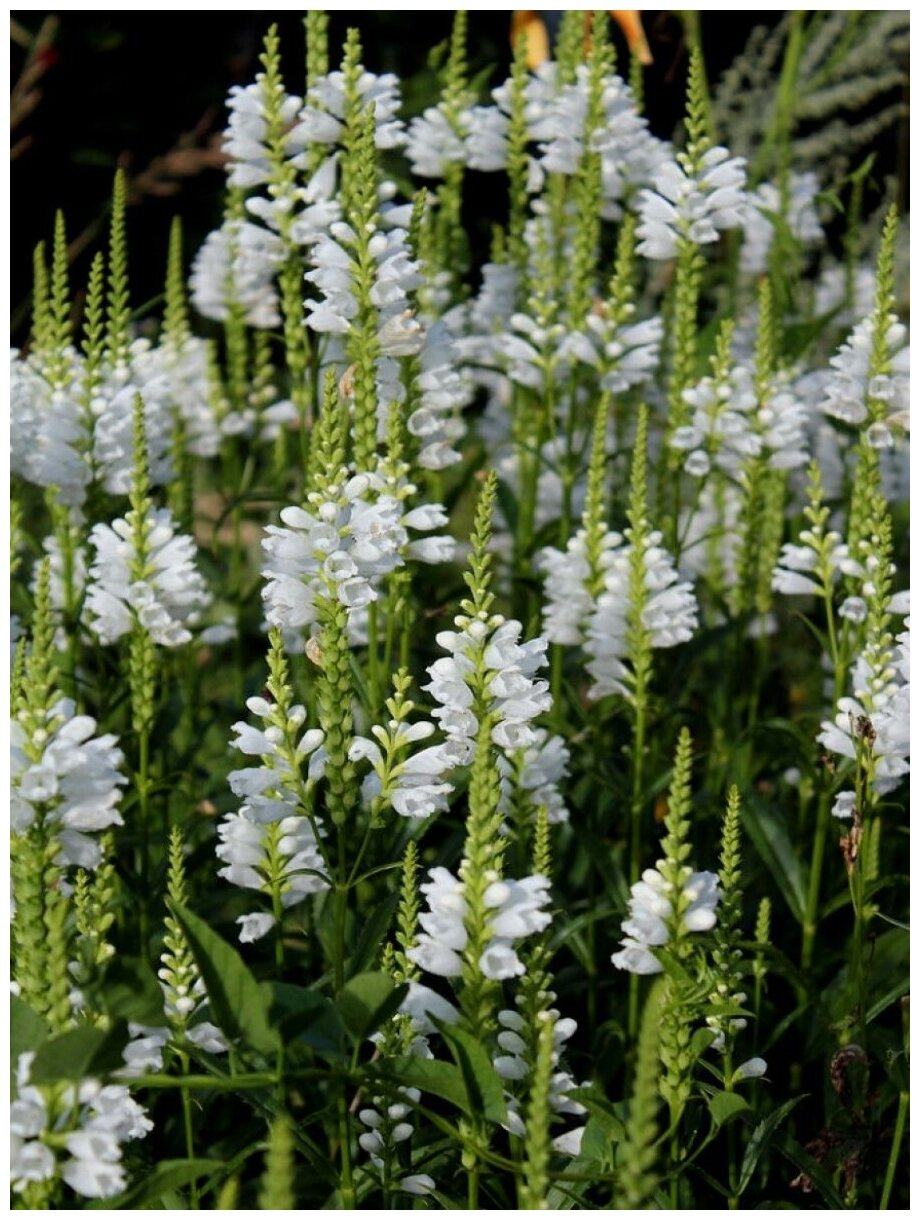 Семена Физостегия виргинская белая (Physostegia virginiana Alba) 20 штук