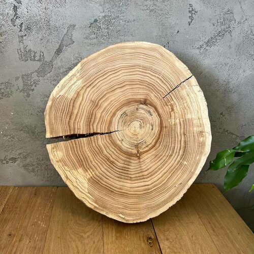 Спил дерева карагач - сухой шлифованный 33х30х5 см 3212₽