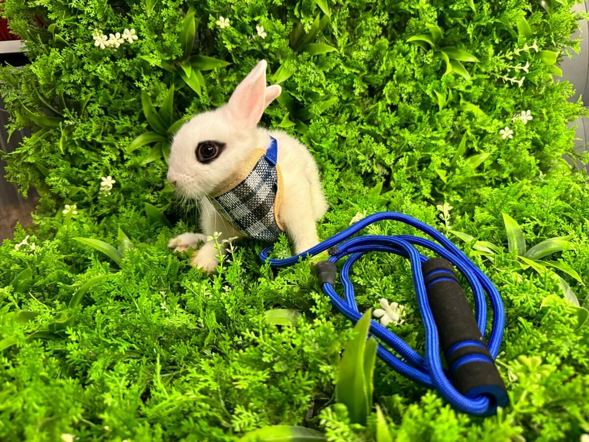 Шлейка для кролика и морской свинки