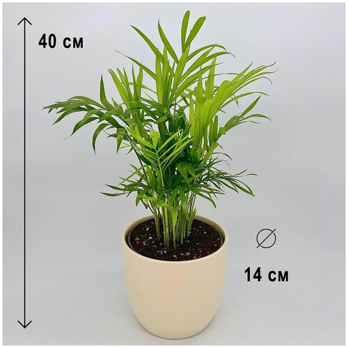 Хамедорея Элеганс в керамическом кремовом кашпо, высота композиции 35-45см