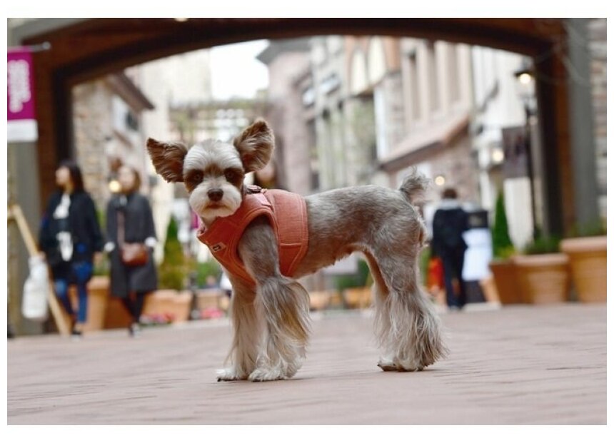 Шлейка Puppia Classy персиковый, L - фотография № 4