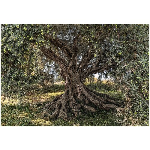 Фотообои бумажные KOMAR по лицензии NATIONAL GEOGRAPHIC Оливковое дерево 368х254 см (ШхВ)