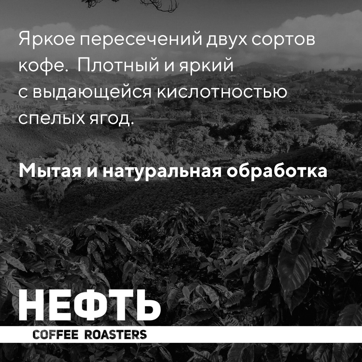 Нефть coffee Кофе в зернах колумбия против бразилии 250 гр, 100 % арабика - фотография № 3