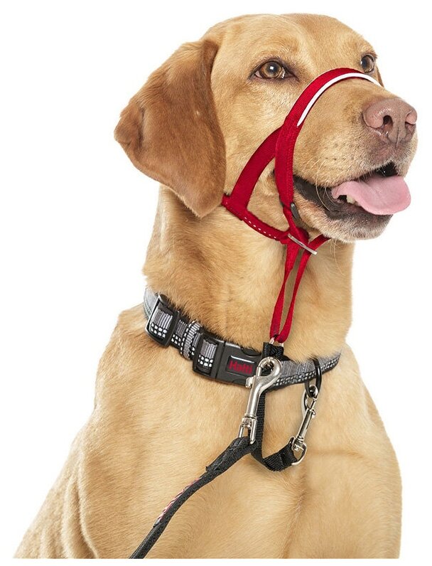 COA Недоуздок для собак "HALTI Headcollar", красный, 46-62см (Великобритания) Company of Animals - фото №3