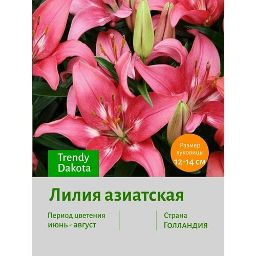 Лилия Тренди Дакота (1 луковица в горшке р9). Holland Bulbs (Голландия)