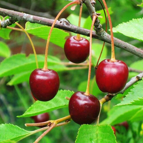 Вишня Обыкновенная (лат. Prunus Cerasus) семена 15шт + подарочек вишня игрицкая prunus cerasus 1 шт