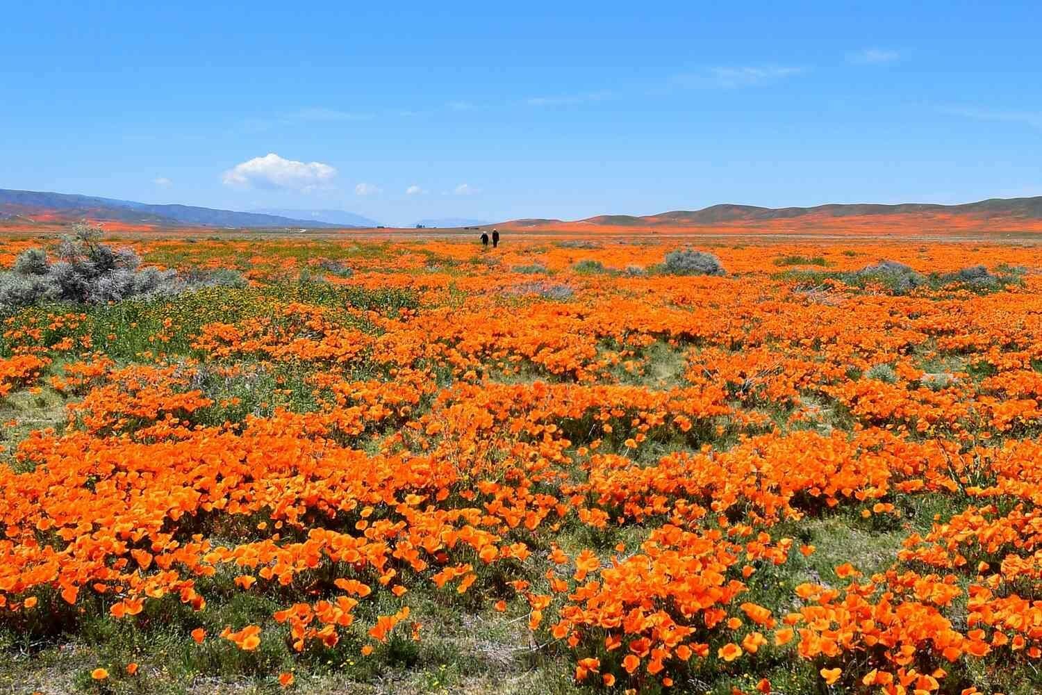 Эшшольция калифорнийская (лат. Eschscholzia californica) семена 100шт + подарочек