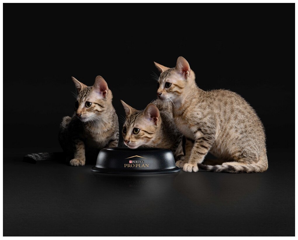 Pro Plan Nutrisavour Kitten набор паучей для котят (Ассорти, 85 г. (10 шт.)) Purina Pro Plan - фото №13