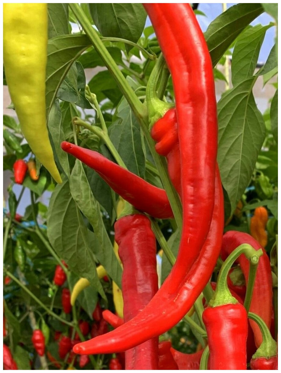 Семена Острый перец армянский Цицак красный (Tsitsak red), 5 штук