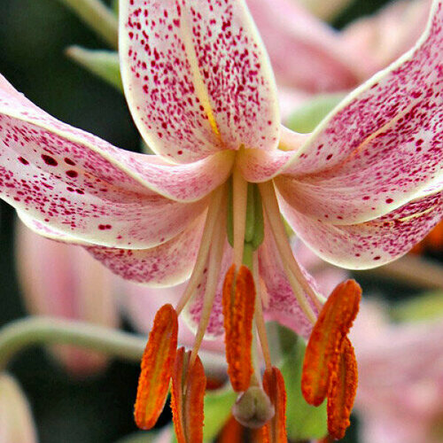 Луковица Лилия видовая Пинк Морнинг оранжевый