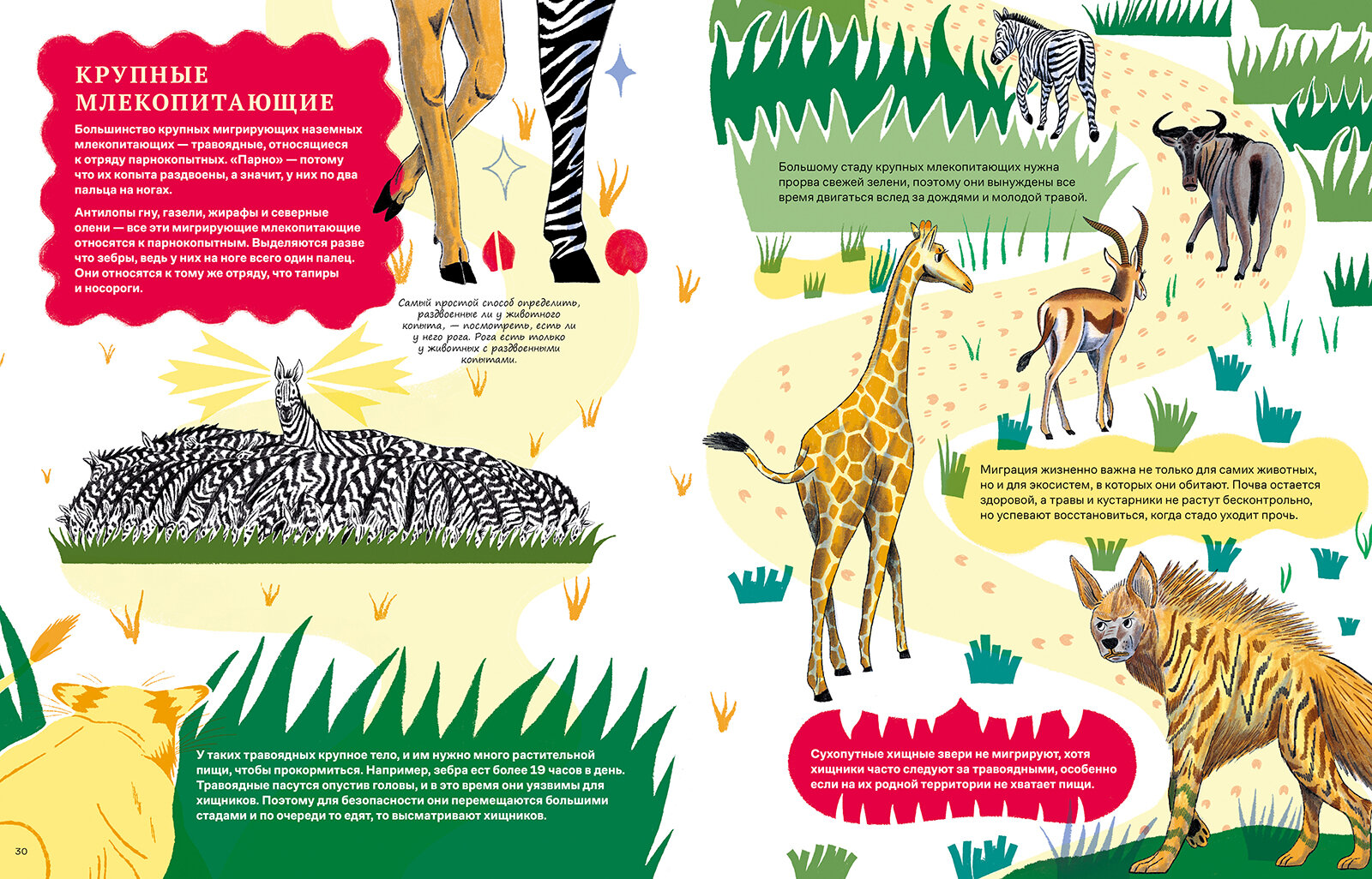 Невероятные странствия животных : навигация и миграция по воздуху, суше и морю - фото №11