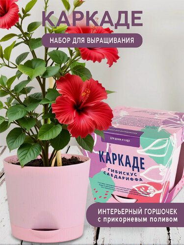 Изображение товара Суданская роза Набор для выращивания растений от бренда "Тысяча листьев "