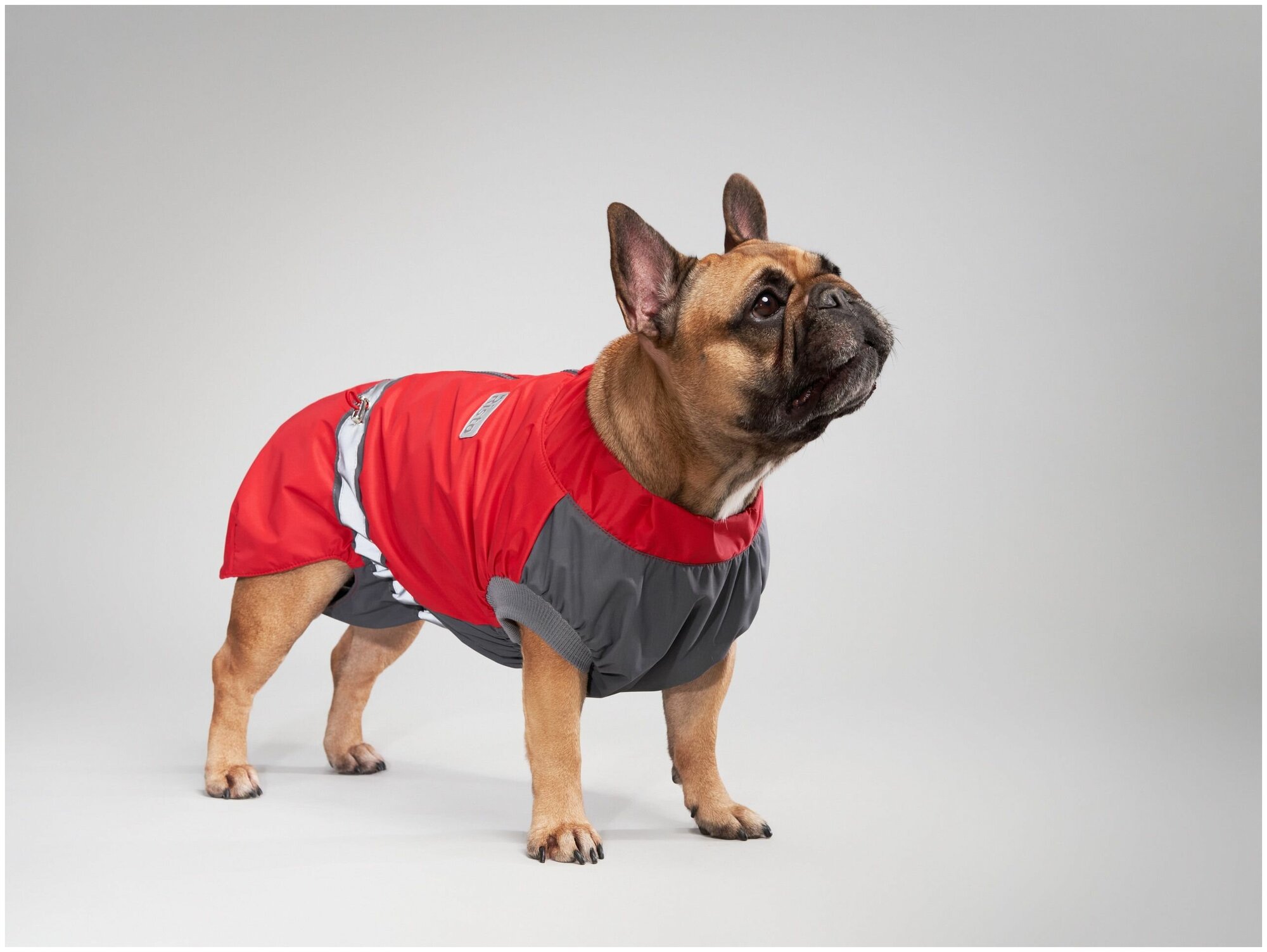 Одежда для собак. Комбинезон для французского бульдога на мальчика , красный, размер S - фотография № 1