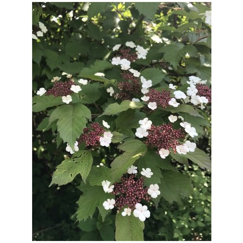 Семена Калина Саржента (Viburnum sargentii), 20 штук калина лавролистная лат viburnum tinus семена 20шт