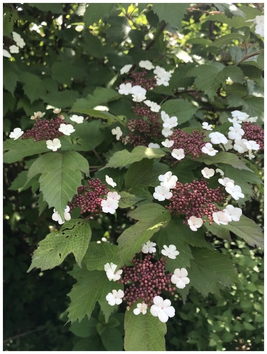 Семена Калина Саржента (Viburnum sargentii) 20 штук