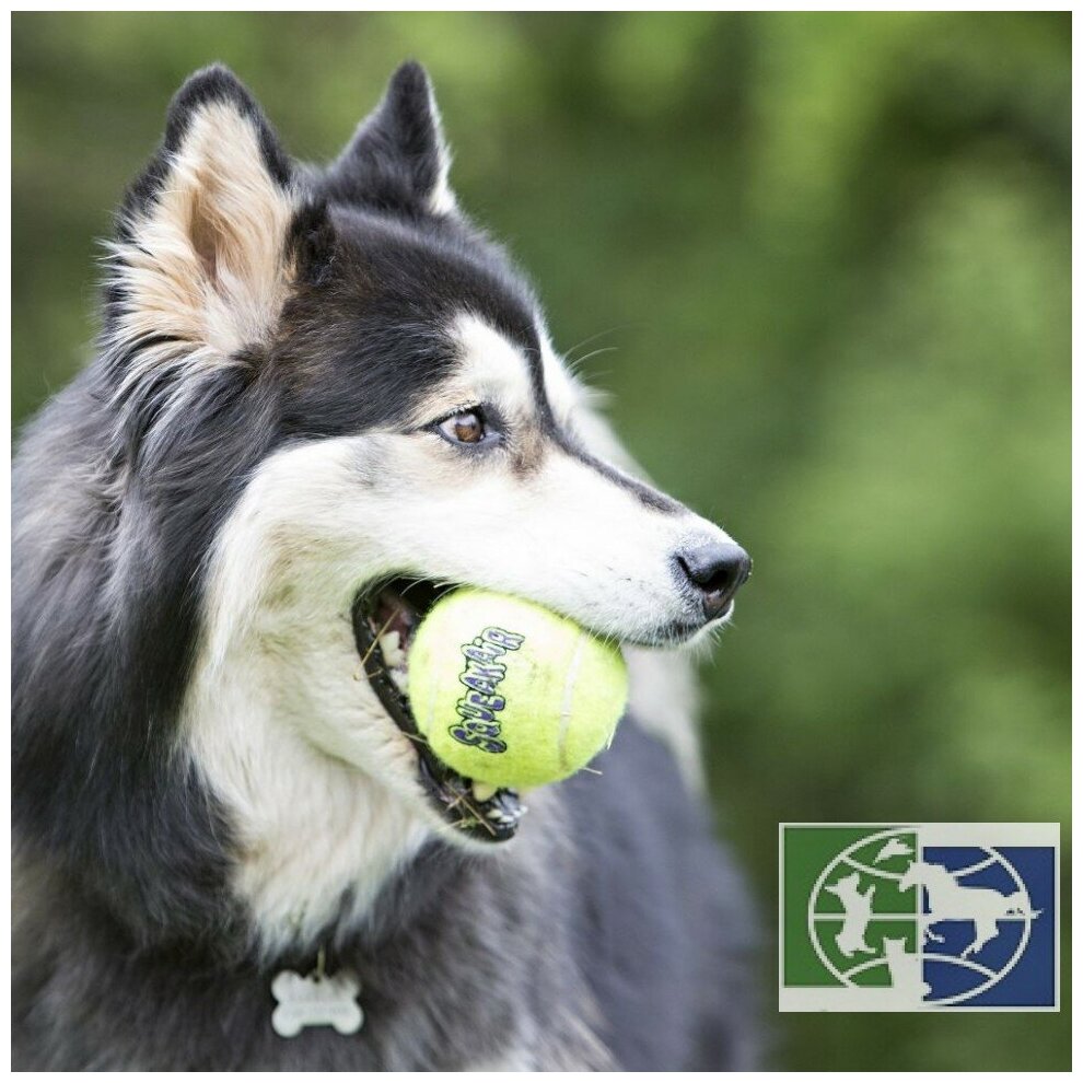 Игрушка для собак KONG "Теннисный мяч" оч.мален.4 см 3ШТ упаковка - фотография № 7