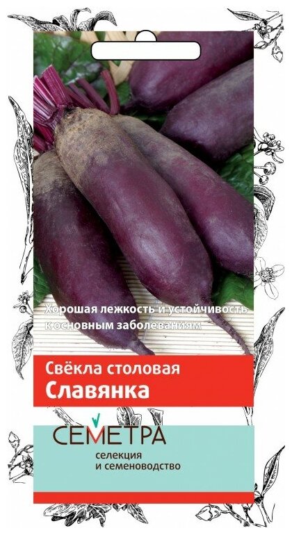 Свёкла 