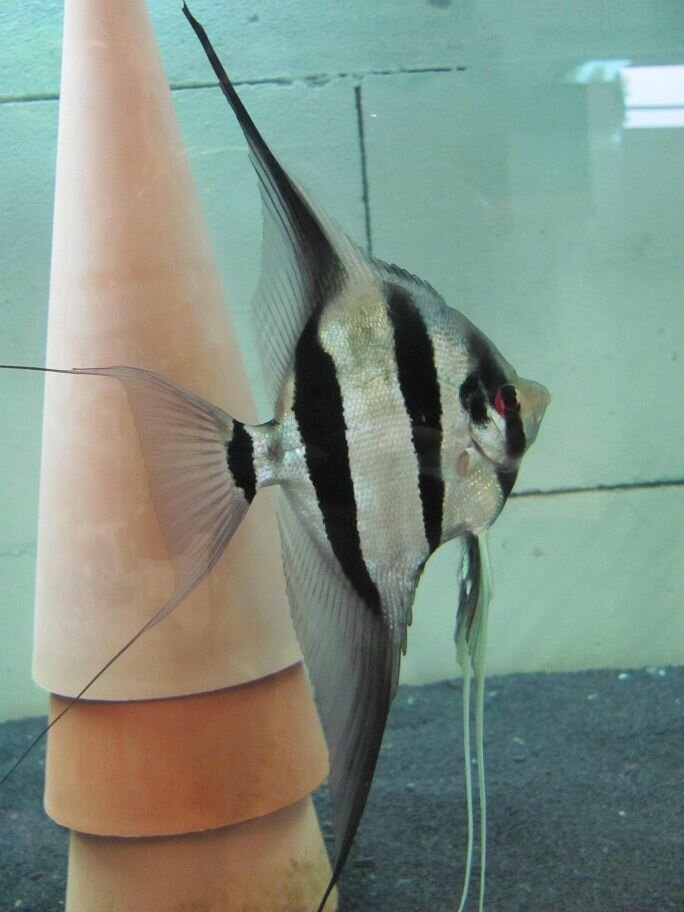 Керамический конус-субстрат для нереста дискусов и некоторых других видов рыб размер S