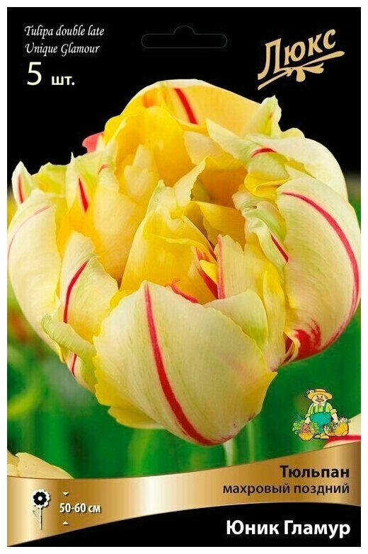 Тюльпан Махровый поздний Юник Гламур (Tulipa Unique Glamour ) в уп 5 шт