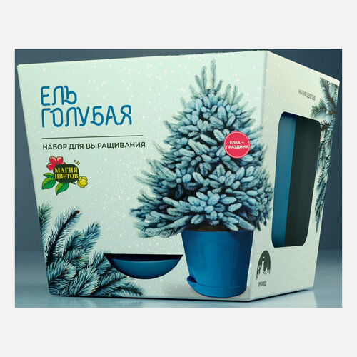 Изображение товара Магия Цветов Набор для выращивания растений Ель голубая mf-010-BM06 комплект ухода и посадки