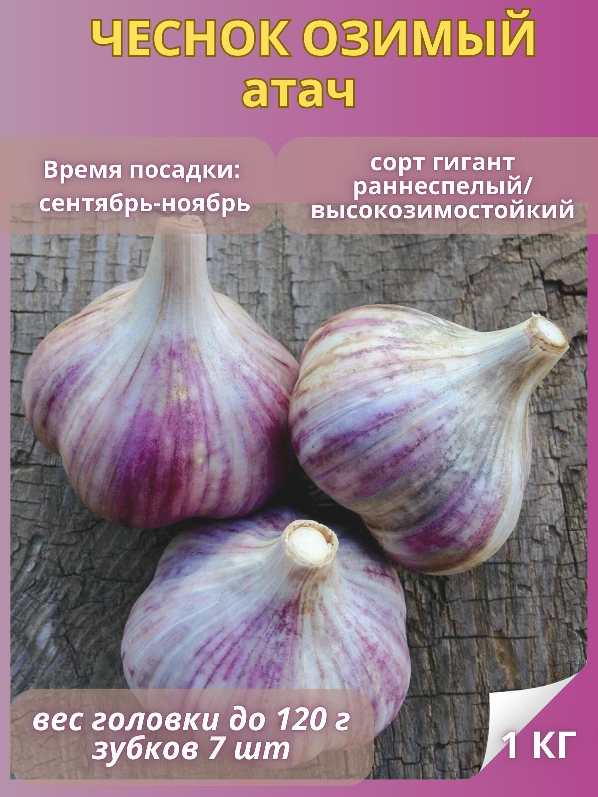 Чеснок на посадку Атач, озимый многолетний 1 кг