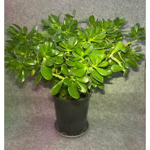 Денежное дерево - Крассула овата - Толстянка (70 см)