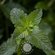 Семена Мята перечная (лат. Mentha piperita) 150 шт от Green Legac...