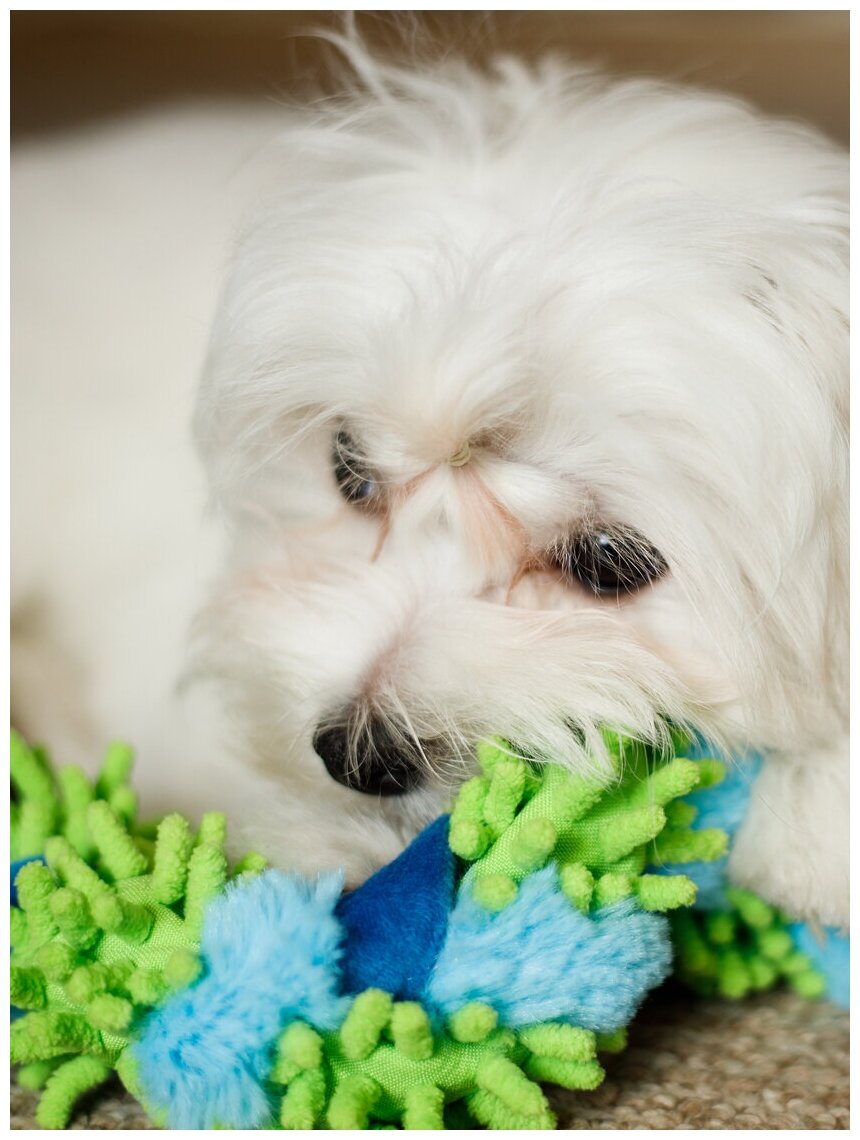 Игрушка для собак Japan Premium Pet в виде стрейч-веревки с функцией чистки зубов, зеленая. - фотография № 12