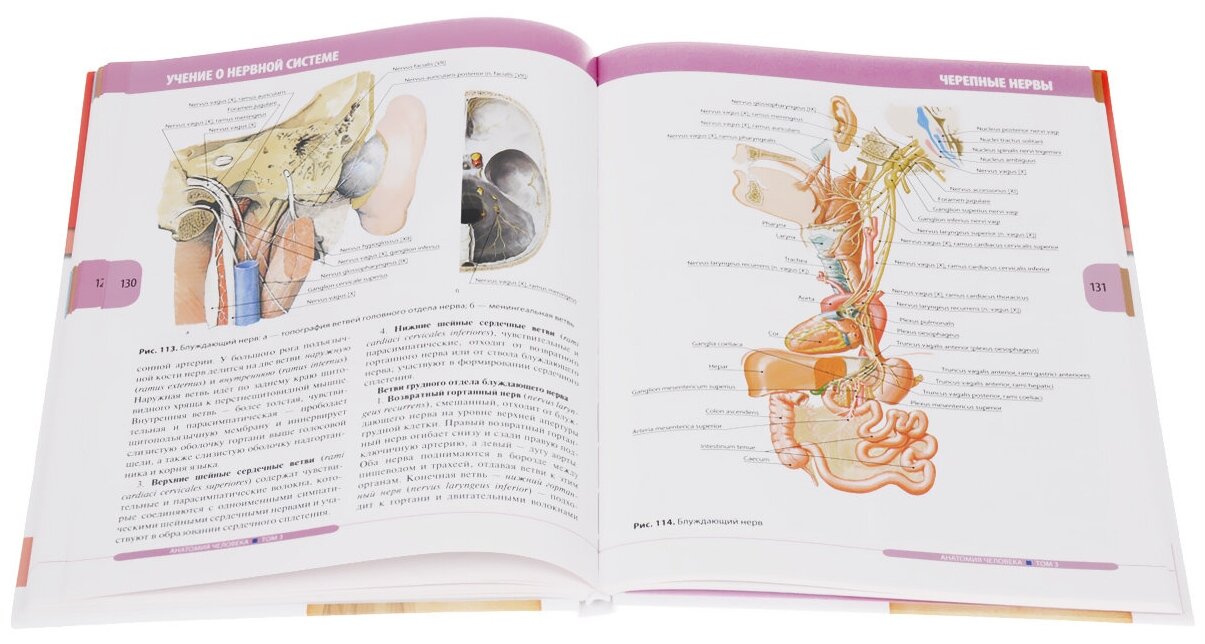 Анатомия человека. Учебник в 3-х томах. Том 3. Нервная система. Органы чувств - фото №2