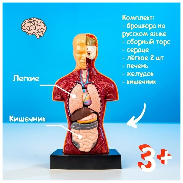 Набор для опытов "Строение тела", анатомия человека, для детей и малышей от 3 лет - фотография № 17