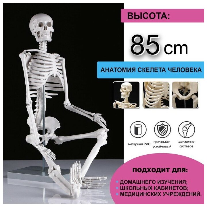 Макет "Скелет человека" 85см