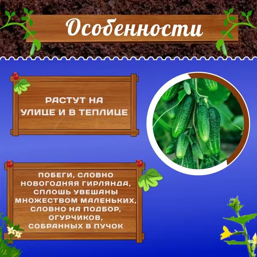 Изображение Огурец Сибирская Гирлянда (Уральский дачник), премиум класса, комплект 2 пакета