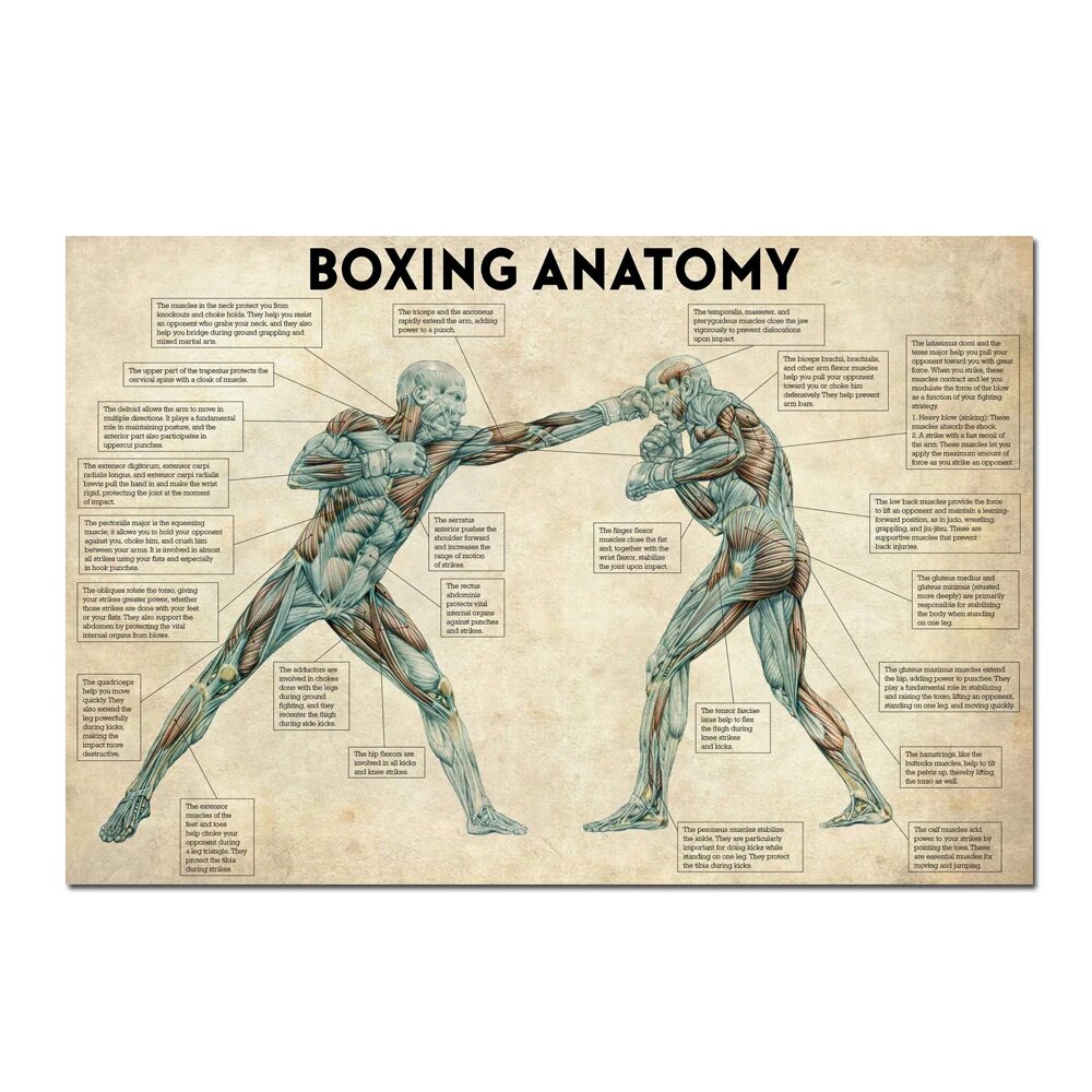 Настенная картина HEROCROSS Боксерская анатомия 50x75cm no frame